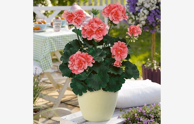 Muškát vzpriamený Lorena - Pelargonium, kont. 0,7 l