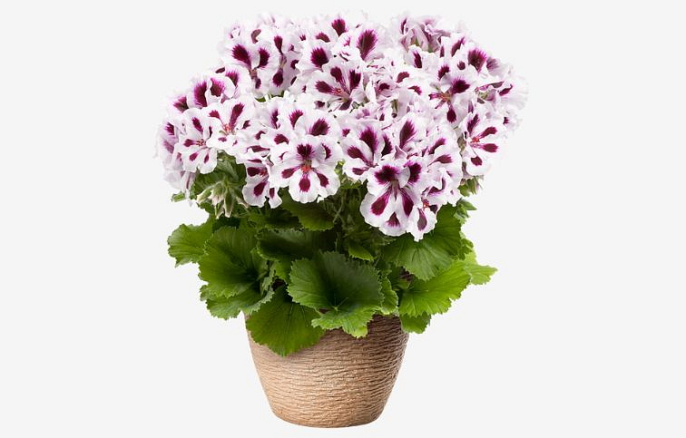 Muškát veľkokvetý Aristo Purple Stripes - Pelargonium, kont. 0,7 l