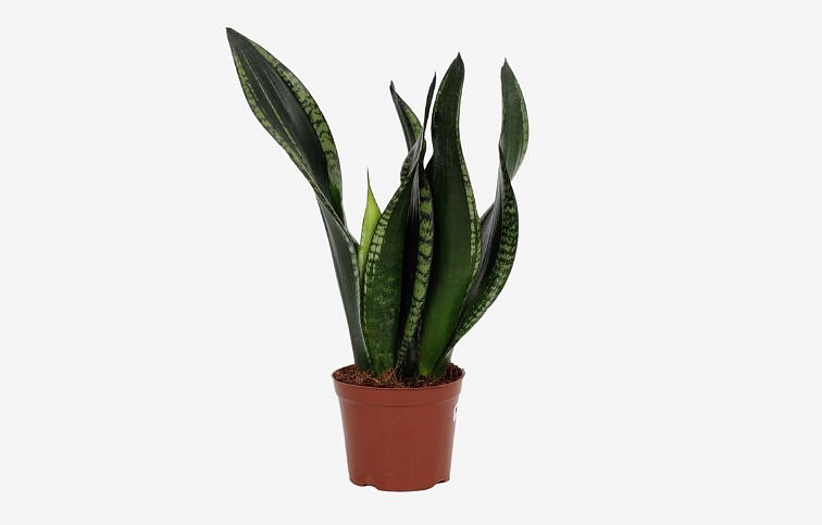 Svokrin jazyk 30-40 cm - Sansevieria trifasciata, kont. p12