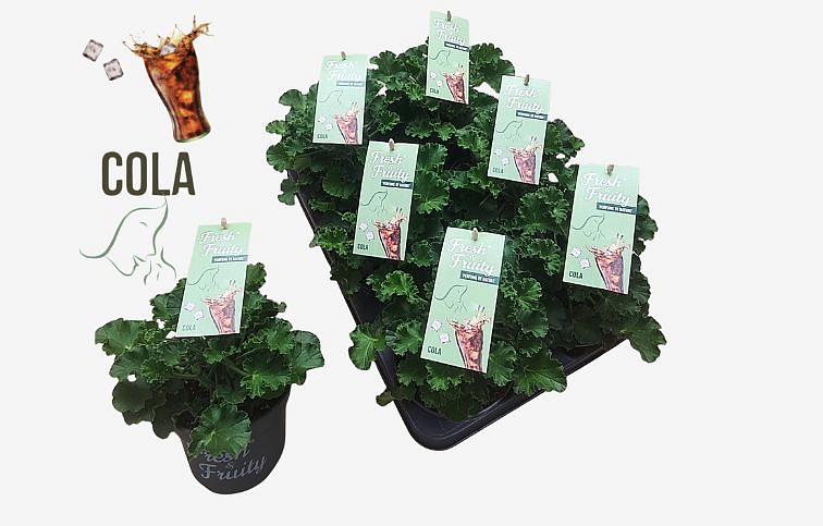 Muškát vonný Cola - Pelargonium odoratissimum, kont. p12