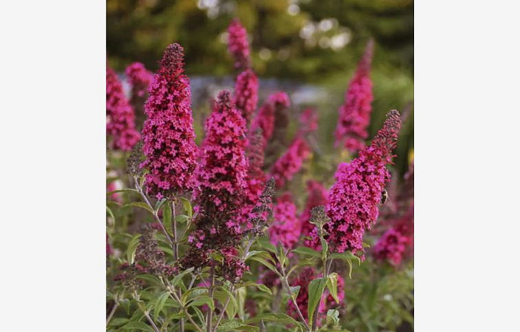 Budleja dávidova Royal Red - Buddleja, kont. 1,5 l