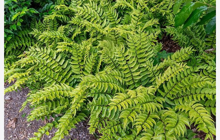 Papraď Clivicola - Cyrtomium fortunei, kont. 1 l