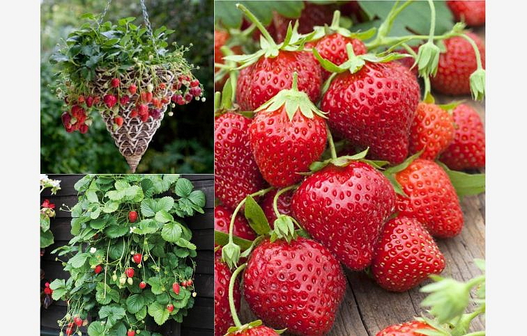 Jahody previsnuté stálerodiace Mara de Bois - Frigo sadba A, zväzok 10 ks