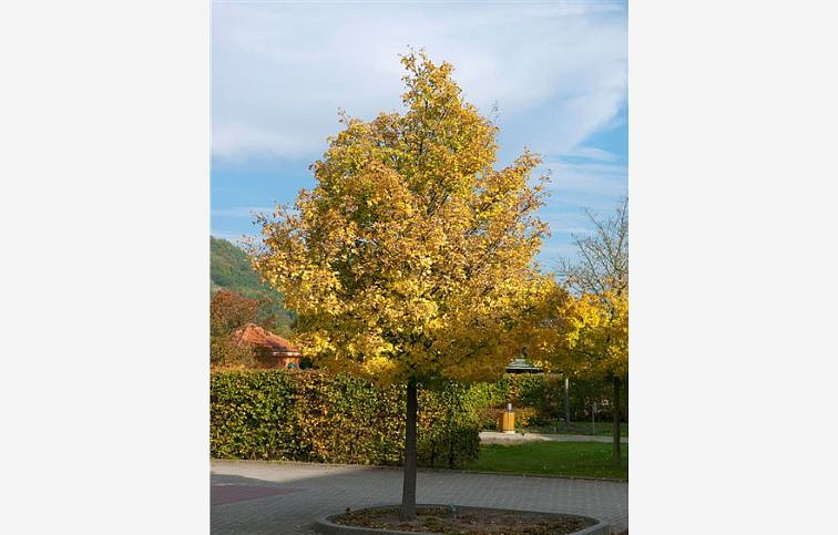 Javor poľný Elsrijk 300-350 cm, obvod kmeňa 8-10cm, kont. 30 l