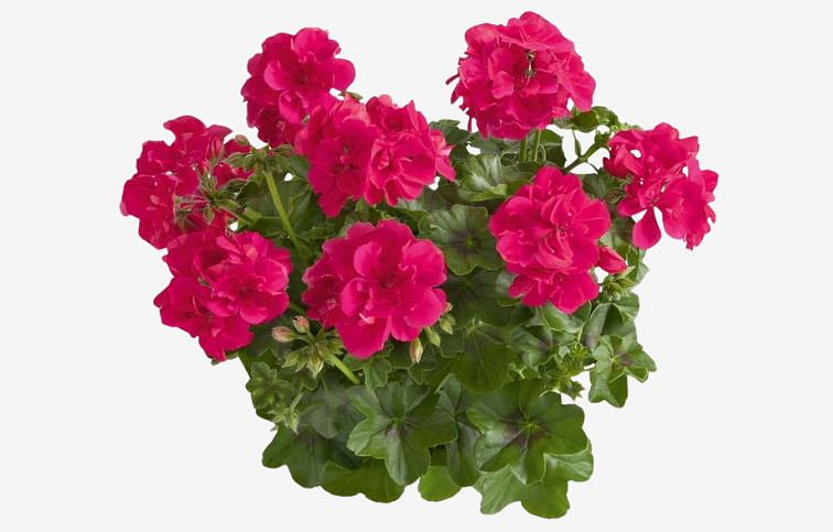 Muškát previsnutý Sunflorix Hot Pink - Pelargonia, kont. 0,5 l