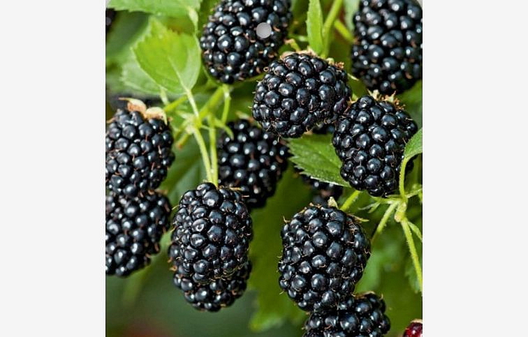 Černica Lochness 30-60 cm, kont. 2 l