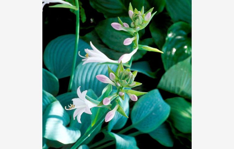 Hosta Fragrant Blue - Funkia, kont. 1 l