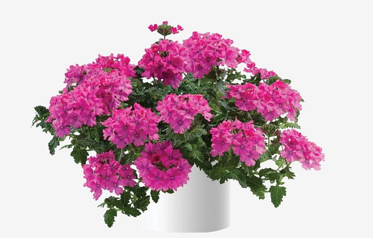 Železník Vanessa Compact Deep Pink - Verbena, kont. 0,5 l