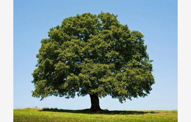 Dub letný na kmienku, výška 280-380 cm, obvod kmeňa 6-8cm, kont. 15 l