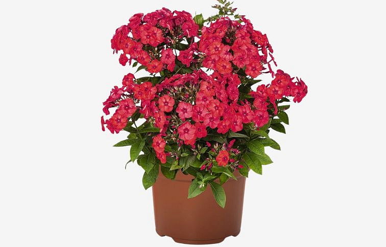 Flox metlinatý Flame Watermelon - Phlox paniculata, kont. 1 l