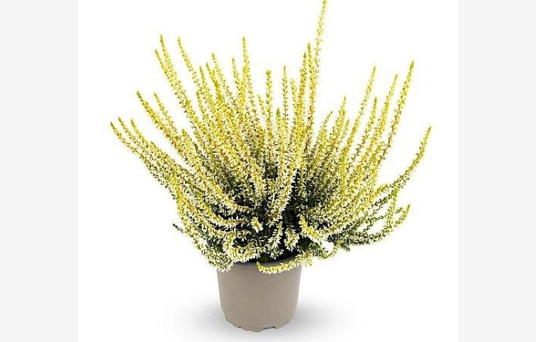 Vres Garden Girls žltý 20-30 cm, kont. p12