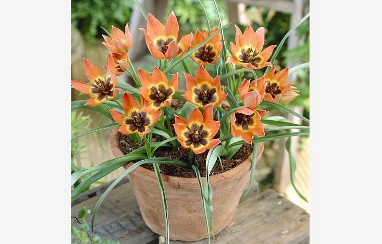 Tulipán Little Princess 3 ks v kont. 0,5 l