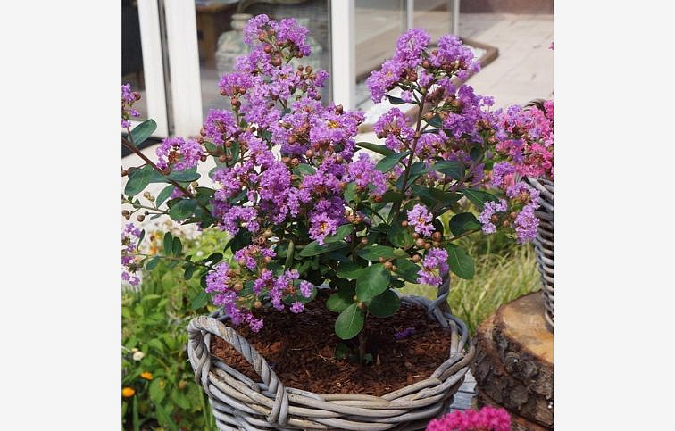 Myrta krepová With Love Eternal - Lagerstroemia indica kont. 2 l
