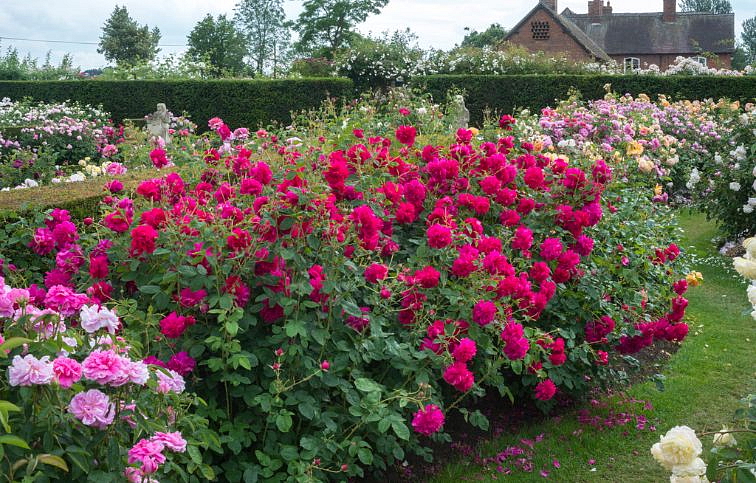 Ruža popínavá Thomas A Becket 140-200 cm - David Austin, kont. 5 l