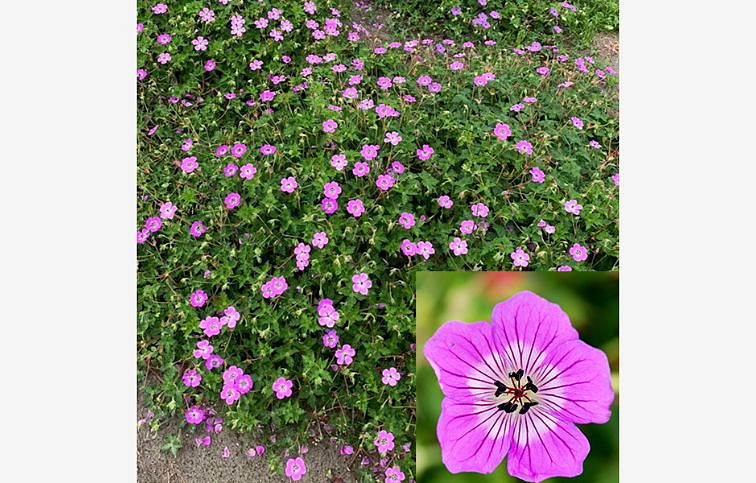 Pakost Kelly Anne - Geranium, kont. 0,5 l