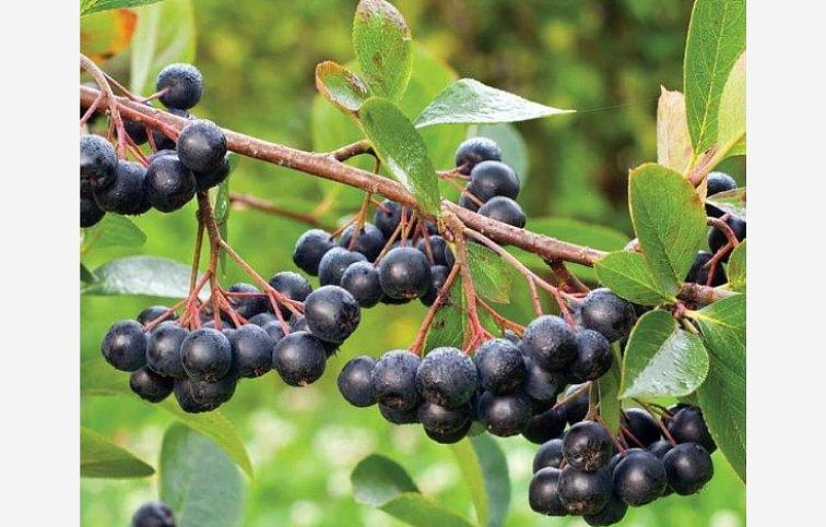 Arónia čiernoplodá na kmienku 120-150 cm, kont. 3 l