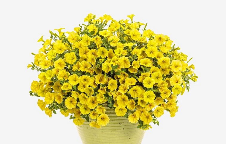 Petúnia Supertunia Vista Mini Vista Yellow, kont. 0,5 l