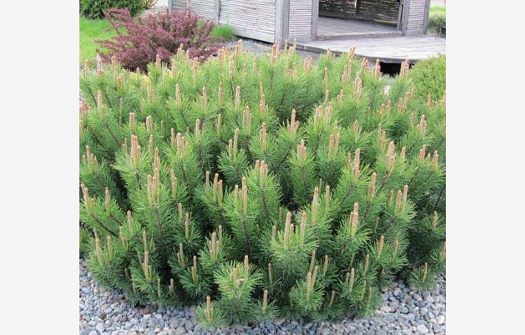 Borovica horská Mugo Pumilio 10-20 cm, kont. p13