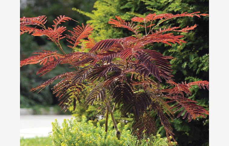 Albízia voňavá Summer Chocolate na 90-100cm kmienku, výška 130-150cm, kont. 15 l