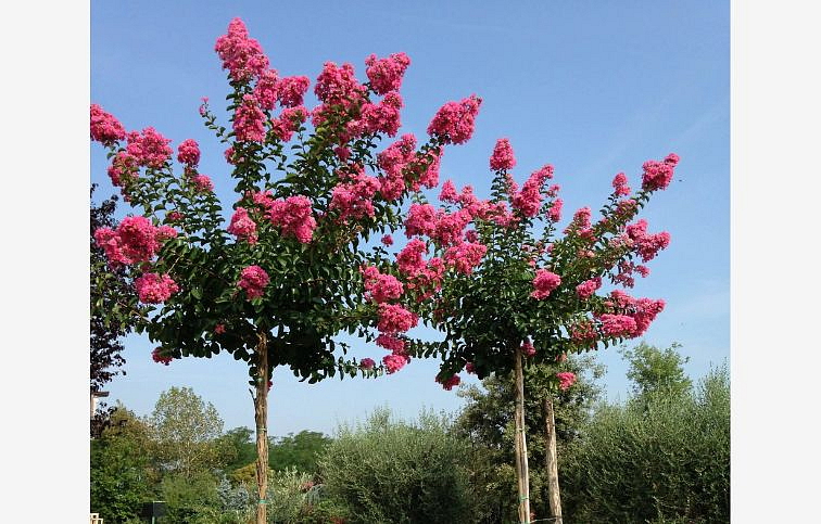 Myrta krepová Raspberry na cca 90cm kmienku, výška 120-140cm, kont. 10 l