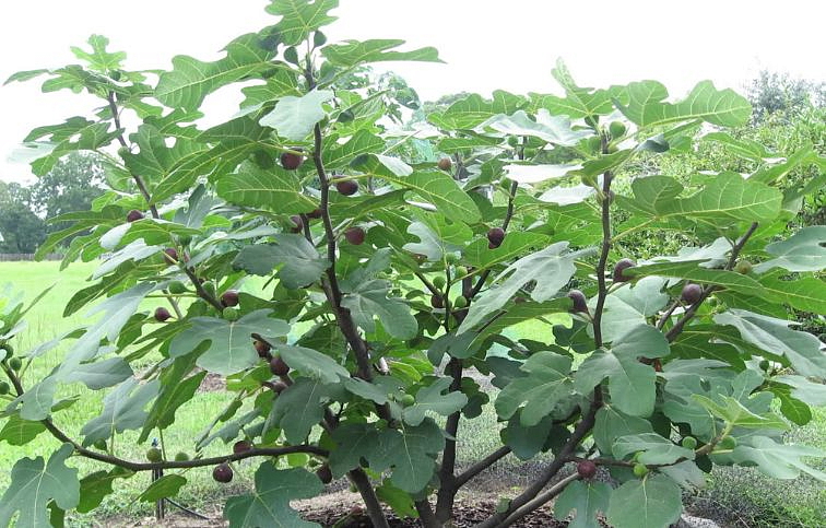 Figovník 'Noire de Caromb'