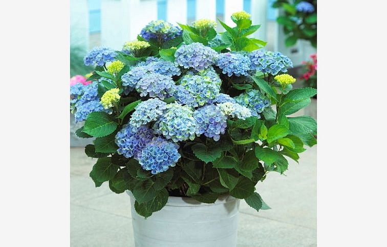 Hortenzia kalinolistá Magical Revolution Blue 30-40cm, kont. p14