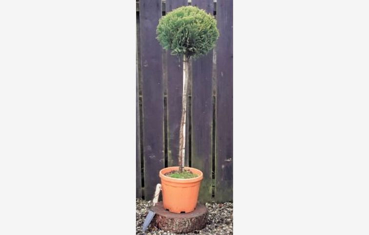 Cyprusovec leylandský Gold Rider na kmienku 60-80 cm, kont. 9 l