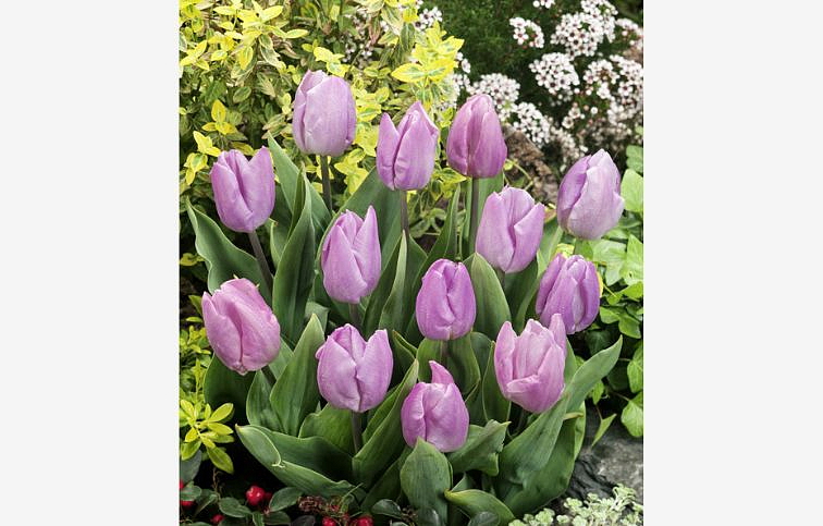 Tulipán Candy Prince 3 ks v kont. 0,5 l