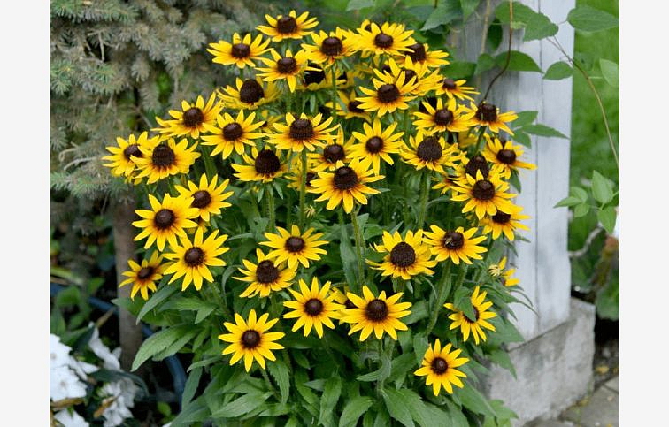 Rudbekia SmileyZ Star of Life - Rudbeckia, kont. 1 l