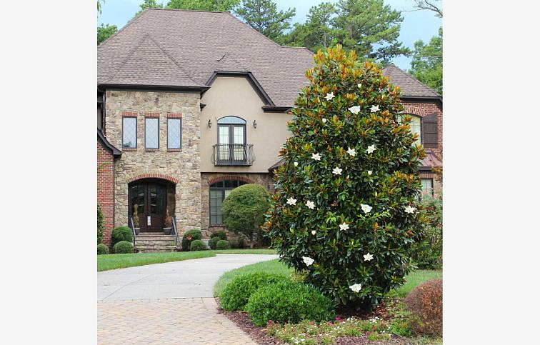 Magnólia veľkokvetá Gallissoniensis 60-100 cm, kont. 7 l