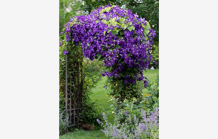 Plamienok Jackmanov 50-60cm - Clematis Jackmanii, kont. p15