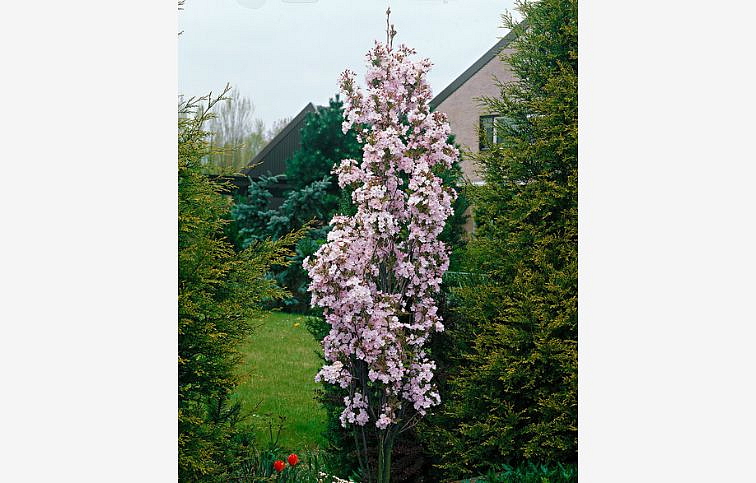 Okrasná čerešňa Amanogawa 140-160 cm, kont. C5