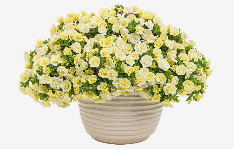 Minipetúnia Million Bells Superbells Double Cream - Calibrachoa, kont. 0,5 l