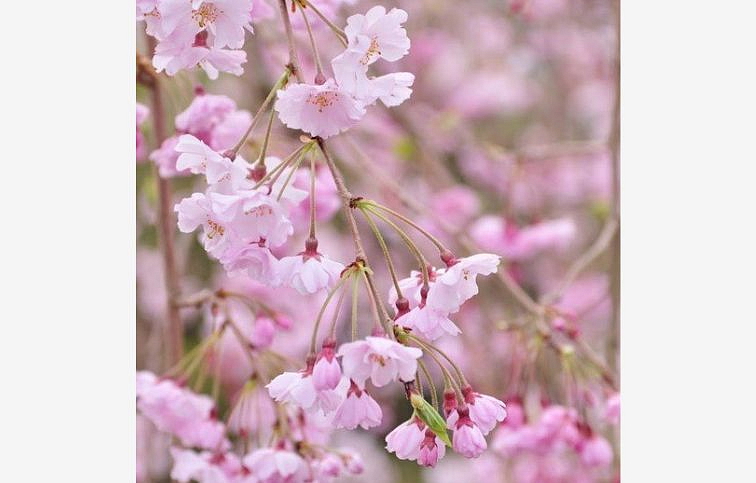Okrasná višňa Pendula Plena Rosea na 200-220cm kmienku, obvod kmeňa 12-14cm, kont. 30 l