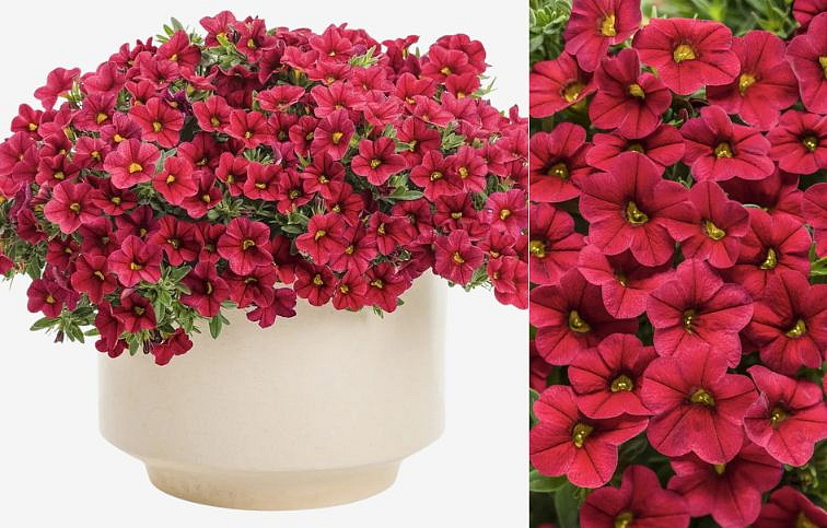 Minipetúnia Million Bells Unique Red - Calibrachoa, kont. 0,5 l