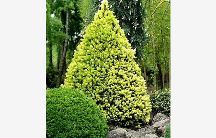 Smrek biely Rainbows end 20-40 cm, kont. 2 l