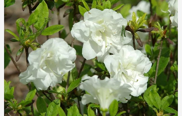 Azalka japonská Schneewitchen 50-70 cm, kont. 5 l