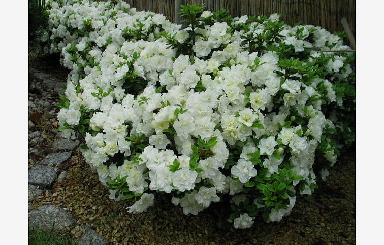 Azalka japonská Schneewitchen 50-70 cm, kont. 5 l