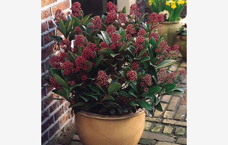 Skimia japonská Rubella 20-30 cm, kont. p10,5