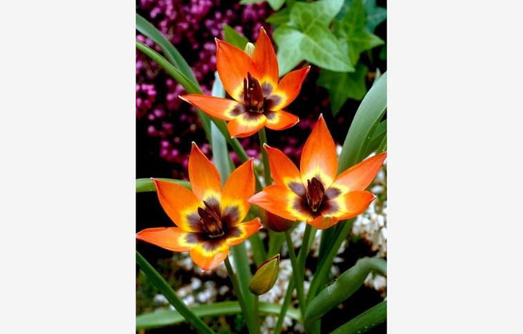 Tulipán Little Princess 3 ks v kont. 0,5 l