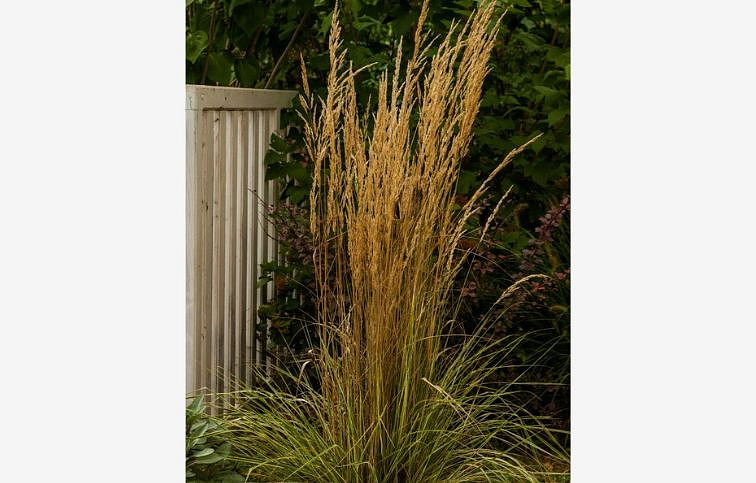 Smlz ostrokvetý Overdam - Calamagrostis, kont. 0,5 l