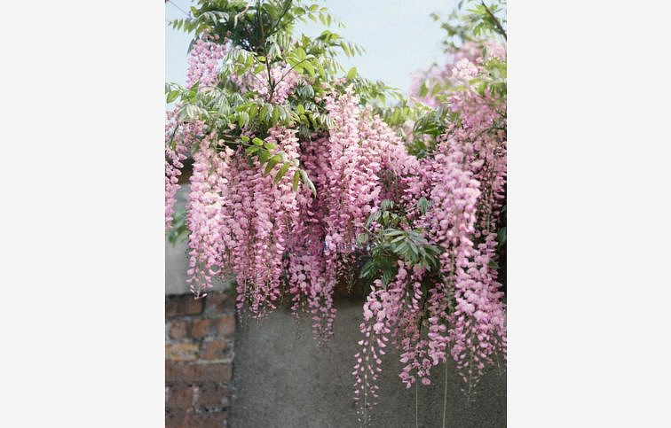 Vistéria kvetnatá Rosea 150-200 cm, kont. 3 l