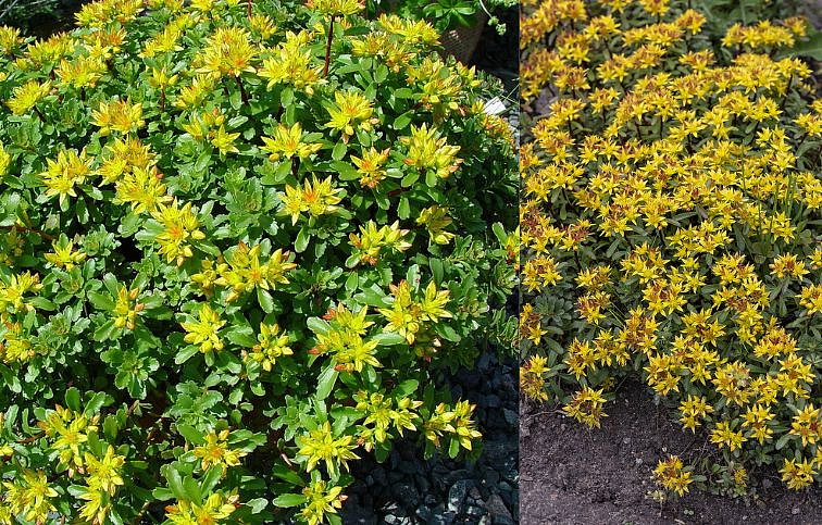 Rozchodník - Sedum floriferum, kont. 0,5 l