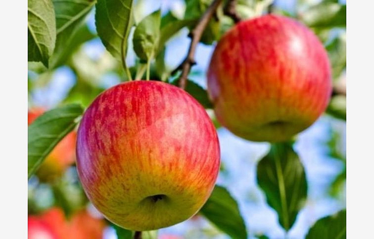 Jabloň Jonagored Supra, podp. M9, voľnok.