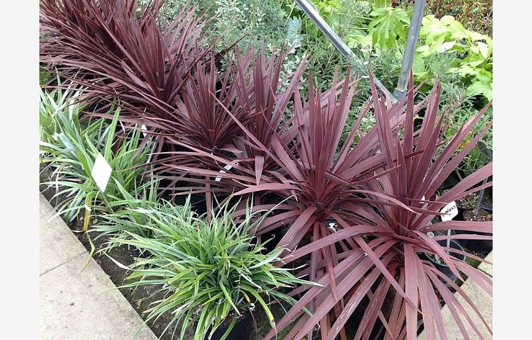 Austrálska palma Red Star 30-50cm, kont. p13
