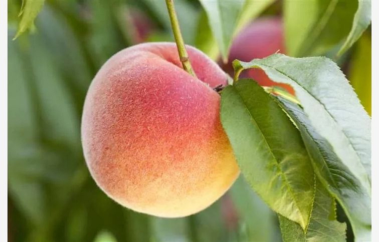 Broskyňa Harrow Beauty, podpník Rakonieviczká, voľnok.