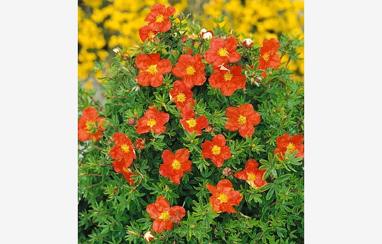 Nátržník krovitý Marian Red Robin - Potentilla fruticosa kont. 1,5 l