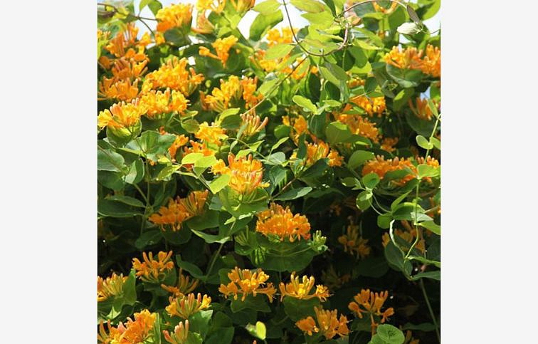 Zemolez tellmanniana, kont. p15