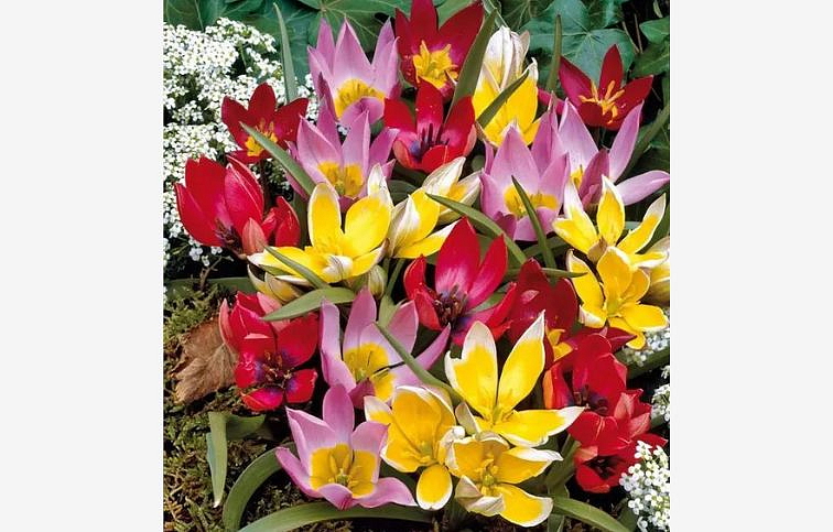 Tulipán Specie Mixed 3 ks v kont. 0,5 l