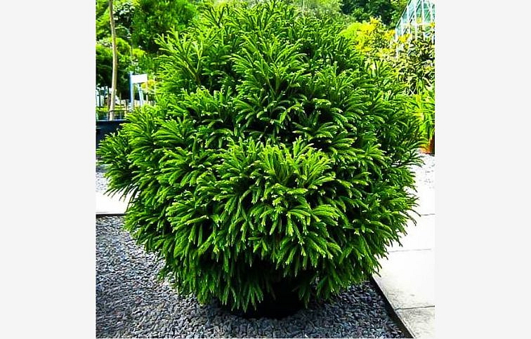 Kryptoméria japonská GLOBOSA NANA, výška cca 30cm, priemer 30-50 cm, kont. 10 l